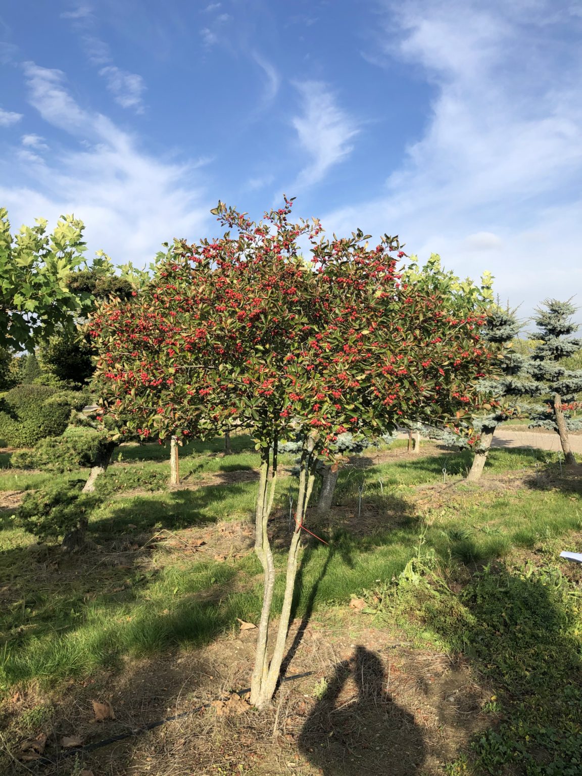 Боярышник сливолистный (Crataegus prunifolia)